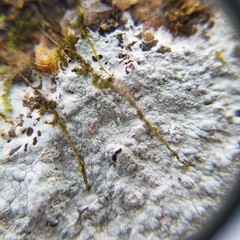 Phlyctis petraea