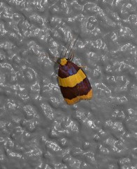 Heterallactis phlogozona
