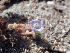 Phacelia stellaris