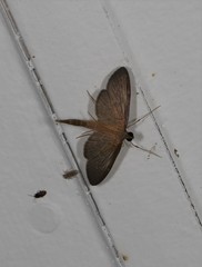 Hymenoptychis sordida