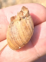 Plectostylus chilensis