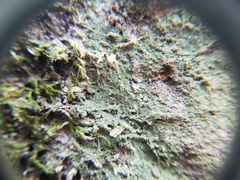 Pertusaria globularis