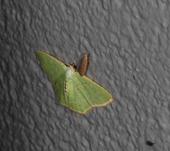 Metallochlora ametalla