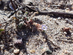 Phacelia stellaris