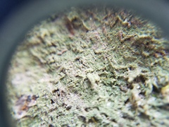 Pertusaria globularis