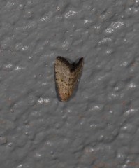 Narangodes