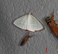 Oenochroma infantilis