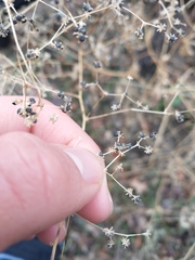 Chenopodiastrum simplex