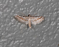 Parapoynx dentizonalis