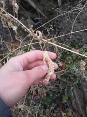 Chenopodiastrum simplex