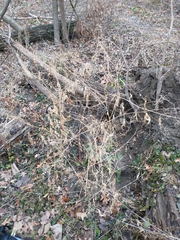 Chenopodiastrum simplex