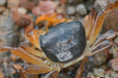 Socotrapotamon socotrense