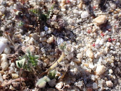 Phacelia stellaris