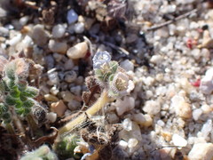 Phacelia stellaris