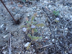 Phacelia stellaris