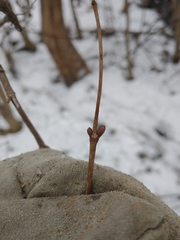 Viburnum opulus opulus