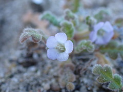 Phacelia stellaris
