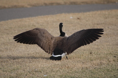 Branta canadensis moffitti