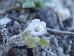 Phacelia stellaris