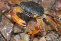 Socotrapotamon socotrense