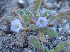 Phacelia stellaris
