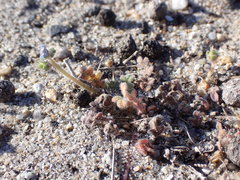 Phacelia stellaris