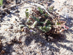 Phacelia stellaris