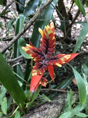 Aechmea tillandsioides