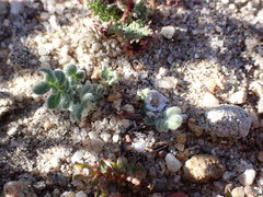 Phacelia stellaris