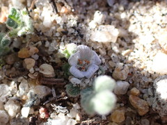 Phacelia stellaris