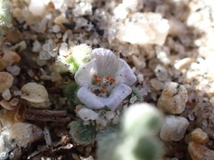 Phacelia stellaris