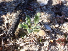 Phacelia stellaris