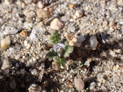 Phacelia stellaris