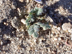 Phacelia stellaris
