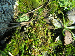 Trifolium depauperatum