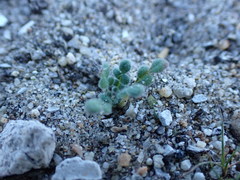 Phacelia stellaris