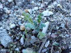 Phacelia stellaris