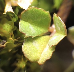 Trifolium depauperatum
