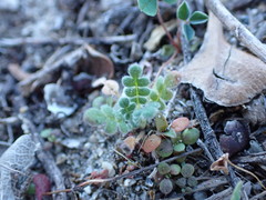 Phacelia stellaris