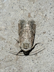 Sympistis sectilis