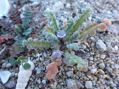 Phacelia stellaris