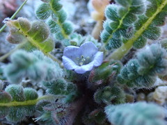 Phacelia stellaris