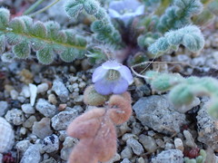 Phacelia stellaris