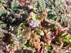 Phacelia stellaris