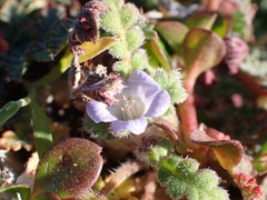 Phacelia stellaris