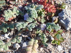Phacelia stellaris