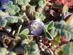 Phacelia stellaris