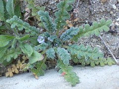 Phacelia stellaris
