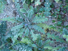 Phacelia stellaris
