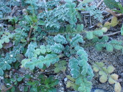 Phacelia stellaris